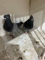 Serbiesch duiven hoogevliegers, Dieren en Toebehoren, Vogels | Duiven