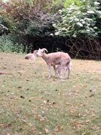 Ooi schaap met ram lam, Dieren en Toebehoren, Schapen, Geiten en Varkens, Schaap