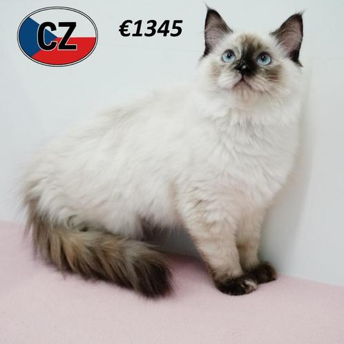 Prachtige Ragdoll - kittens te koop, Dieren en Toebehoren, Katten en Kittens | Raskatten | Langhaar, Meerdere dieren, 0 tot 2 jaar