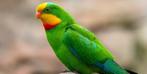 Vogels, Dieren en Toebehoren, Vogels | Parkieten en Papegaaien, Mannelijk, Parkiet