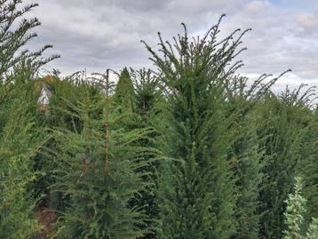 Taxus baccata met kluit vanaf 6 euro  beschikbaar voor biedingen