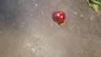 kerstballetje rood, Enlèvement ou Envoi, Comme neuf