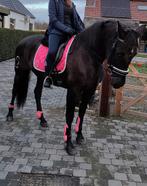 Lieve recreatie merrie, Animaux & Accessoires, Chevaux