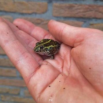 Koppel afrikaanse stierkikker babys beschikbaar voor biedingen