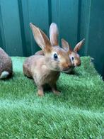 Mooie jongen Belgisch haas konijnen zuiver ras
