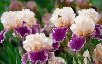 Ik zoek gratis hosta iris plant te ruil tegen andere planten beschikbaar voor biedingen