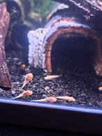 Albino Ancistrus jongen x 17, Dieren en Toebehoren, Zoetwatervis
