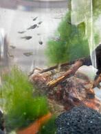 +/- 10 guppies gratis of te ruilen, Dieren en Toebehoren, Vis, Zoetwatervis