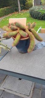 cactus  2 stuks, Tuin en Terras, Ophalen