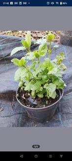 Citronella Melissa, anti muggenkruid, Ophalen