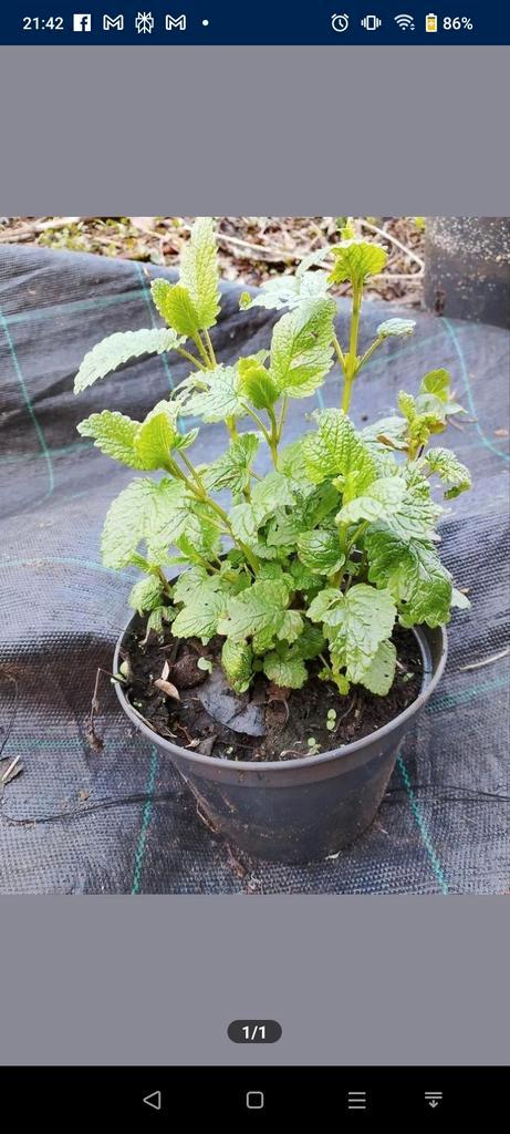 Citronella Melissa, anti muggenkruid, Tuin en Terras, Planten | Tuinplanten, Ophalen