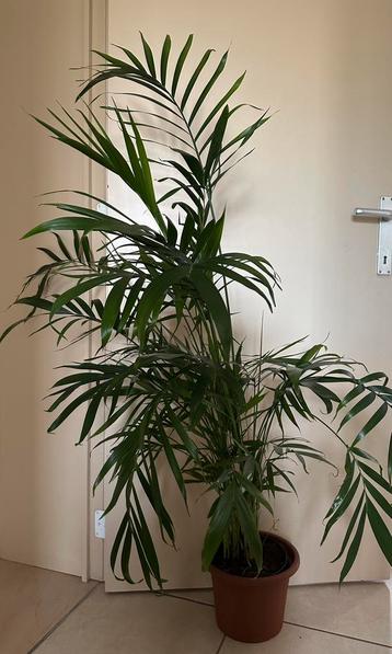 1 grote 120 cm, 2 kleine 40cm Howea Forsteriana beschikbaar voor biedingen