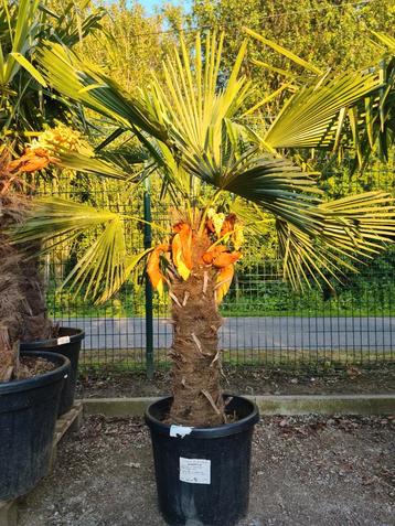 Palmboom Trachycarpus Fortunei - winterharde palmboom 