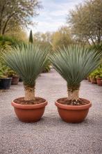 Yucca Rostrata - palmlelie - op voorraad, Tuin en Terras, Ophalen