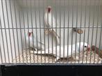 Halsbandparkieten, Meerdere dieren, Papegaai, Geringd