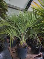 Butia Capitata - Geleipalm, Enlèvement