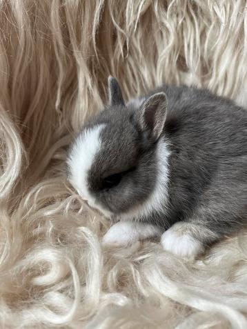 Top bonte kleurdwerg beschikbaar voor biedingen
