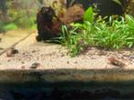 Thiara Scabra aquarium slak, Dieren en Toebehoren, Reptielen en Amfibieën, Overige soorten, Tam, 0 tot 2 jaar