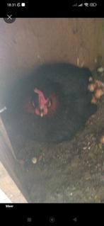 4 kippen en 140 kg kippenvoer, Animaux & Accessoires, Enlèvement, Volaille