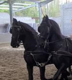 Friese merrie, Animaux & Accessoires, Chevaux, 11 ans ou plus, Cheval d'attelage, 160 à 165 cm, Vermifugé