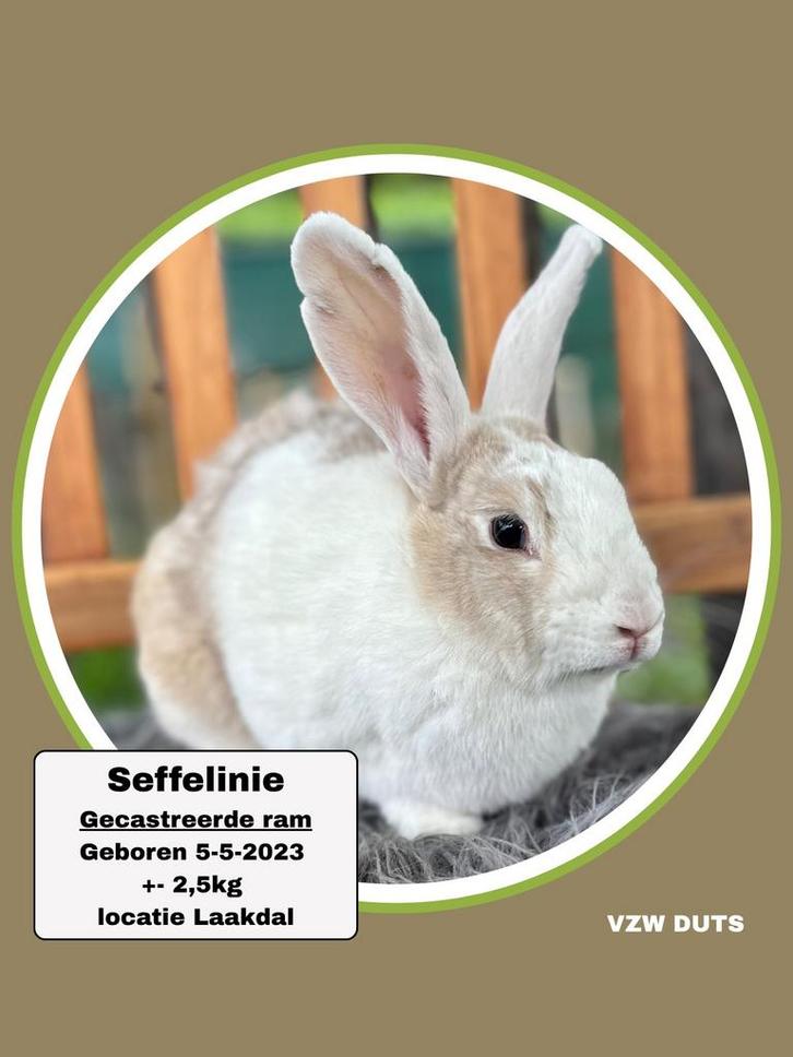 TER ADOPTIE GECASTREERDE RAM, Dieren en Toebehoren, Konijnen, Klein, Mannelijk, 3 tot 5 jaar