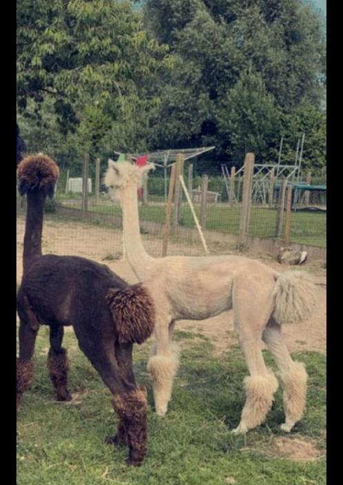 Scheren van schapen alpacca’s & lama’s, Dieren en Toebehoren, Schapen, Geiten en Varkens, Schaap