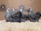 Cochin kriel meerzomig zilver patrijs gesekst en ingeënt, Dieren en Toebehoren, Pluimvee, Vrouwelijk, Kip