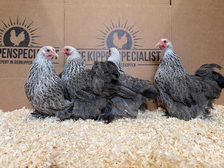 Cochin kriel meerzomig zilver patrijs gesekst en ingeënt, Animaux & Accessoires, Volatiles, Poule ou poulet, Femelle