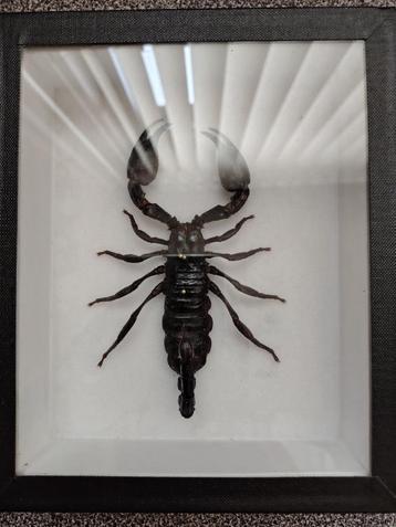 Schorpioen taxidermie beschikbaar voor biedingen