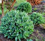 Sedum, Tuin en Terras, Ophalen