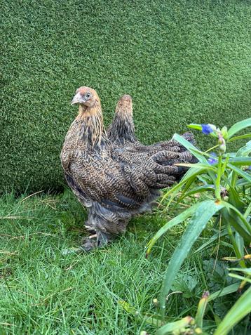 Brahma goud-patrijs hen per stuk beschikbaar voor biedingen