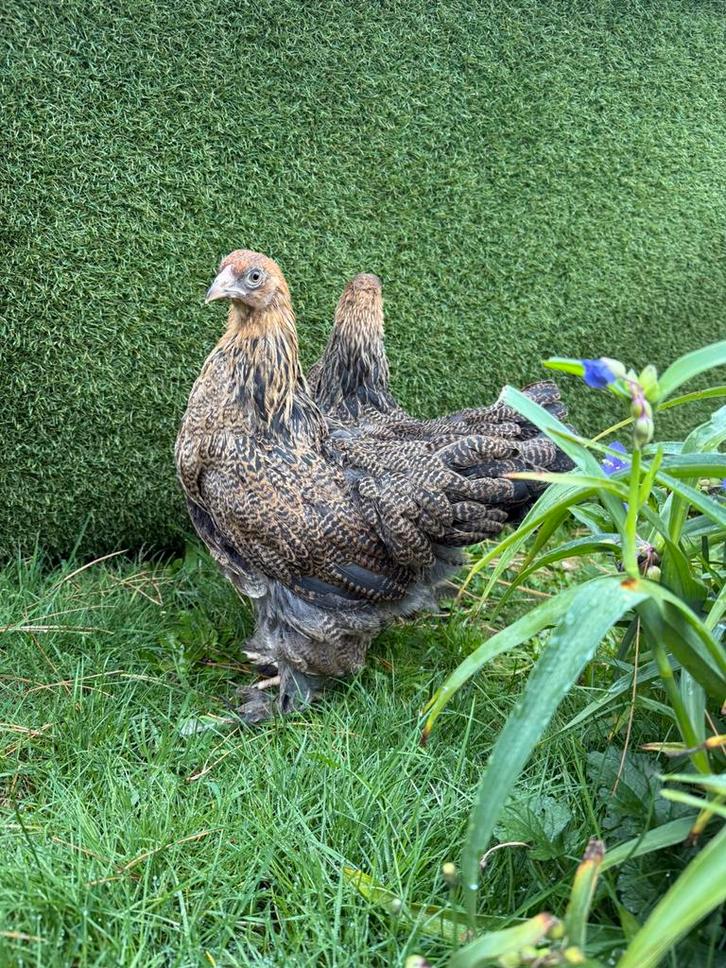 Brahma goud-patrijs hen per stuk, Dieren en Toebehoren, Pluimvee, Kip