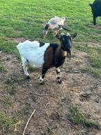 Dwerggeit mieke, Dieren en Toebehoren