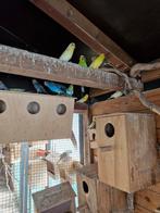 Grasparkieten, Dieren en Toebehoren