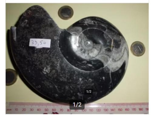 prachtige grote GONIATIET - miljoenen jaren oud  Goniatiet i, Verzamelen, Mineralen en Fossielen, Fossiel, Ophalen of Verzenden