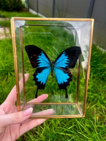 Papilio Ulysses in glazen kistje beschikbaar voor biedingen