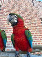 Harlekijn ara, Dieren en Toebehoren, Vogels | Parkieten en Papegaaien, Geringd