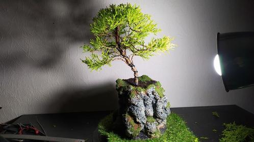 2 bonsai Juniperus + pot fait main, Maison & Meubles, Plantes d'intérieur, Bonsai, Enlèvement