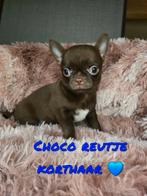 Prachtige langharige en kortharige chihuahua pups, Dieren en Toebehoren, Honden | Chihuahua's en Gezelschapshonden, België, Fokker | Hobbymatig