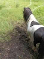 Hengst, Dieren en Toebehoren, Hengst