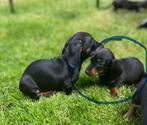 Chiots canins teckel nains à poil court, élevés à la maison, Parvovirose, Un chien, Belgique, 8 à 15 semaines