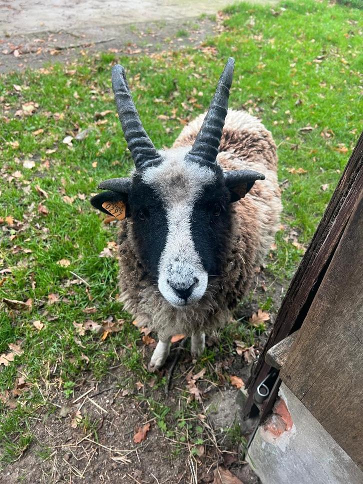Jacobs ram (geboren 2025), Dieren en Toebehoren, Schapen, Geiten en Varkens, Schaap, Mannelijk, 0 tot 2 jaar
