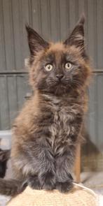 Maine Coon kittens met stamboom, Dieren en Toebehoren, Katten en Kittens | Raskatten | Langhaar, Meerdere dieren, Met stamboom