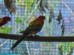 Rosella gold opaline man, Dieren en Toebehoren, Vogels | Parkieten en Papegaaien, Mannelijk, Parkiet, Geringd