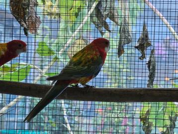Rosella gold opaline man beschikbaar voor biedingen