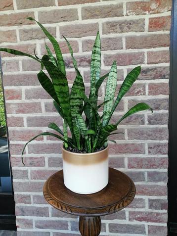 Sanseveria, uw metgezel beschikbaar voor biedingen