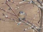 Jonge baardmannetjes te koop, Meerdere dieren, Wildzangvogel, Geringd