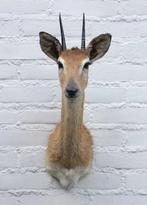 Opgezette KOP ORIBI ANTILOPE (Ourebia ourebi) - Kameroen, Collections, Collections Animaux, Enlèvement ou Envoi, Utilisé, Animal sauvage