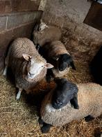 Jonge rammen, Dieren en Toebehoren