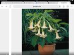 Brugmansia,trompetvormig,grote potten, Tuin en Terras, Planten | Tuinplanten, Ophalen